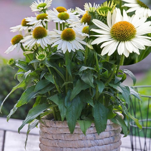 Echinacea 'SUNMAGIC Pearl White' - Siilkübar 'SUNMAGIC Pearl White' P9/0,55L